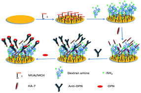 Graphical abstract: High specific detection of osteopontin using a three-dimensional copolymer layer support based on electrochemical impedance spectroscopy