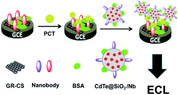 Graphical abstract: A nanobody-based electrochemiluminescent immunosensor for sensitive detection of human procalcitonin