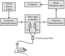 Graphical abstract: Native fluorescence spectroscopic characterization of DMBA induced carcinogenesis in mice skin for the early detection of tissue transformation