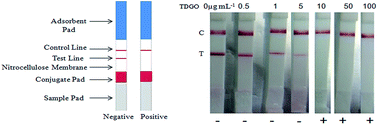 Graphical abstract: Competitive immunochromatographic assay for the detection of thiodiglycol sulfoxide, a degradation product of sulfur mustard