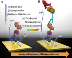 Graphical abstract: Electrochemical detection of glycan and protein epitopes of glycoproteins in serum