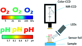 Graphical abstract: Low cost referenced luminescent imaging of oxygen and pH with a 2-CCD colour near infrared camera