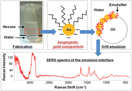 Graphical abstract: In situ SERS detection of emulsifiers at lipid interfaces using label-free amphiphilic gold nanoparticles