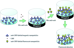 Graphical abstract: Detection of c-reactive protein based on a magnetic immunoassay by using functional magnetic and fluorescent nanoparticles in microplates