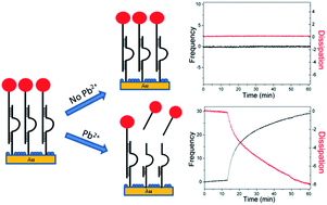 Graphical abstract: Highly sensitive and selective detection of Pb2+ ions using a novel and simple DNAzyme-based quartz crystal microbalance with dissipation biosensor