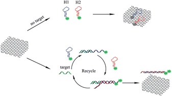 Graphical abstract: A graphene oxide-based enzyme-free signal amplification platform for homogeneous DNA detection