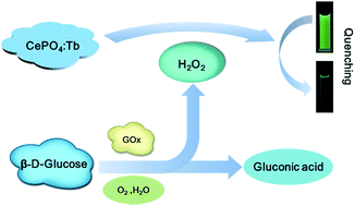 Graphical abstract: Luminescent CePO4:Tb colloids for H2O2 and glucose sensing