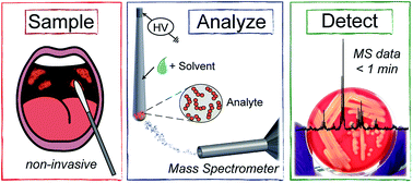 Graphical abstract: Detection of strep throat causing bacterium directly from medical swabs by touch spray-mass spectrometry