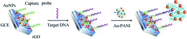 Graphical abstract: An electrochemical DNA biosensor for the detection of Mycobacterium tuberculosis, based on signal amplification of graphene and a gold nanoparticle–polyaniline nanocomposite