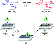 Graphical abstract: PI3 kinase enzymology on fluid lipid bilayers