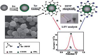 Graphical abstract: A phosphorylation-sensitive tyrosine-tailored magnetic particle for electrochemically probing free organophosphates in blood