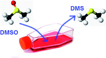 Graphical abstract: Counting cell number in situ by quantification of dimethyl sulphide in culture headspace