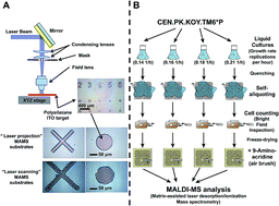 Graphical abstract: Molecular phenotypic profiling of a Saccharomyces cerevisiae strain at the single-cell level