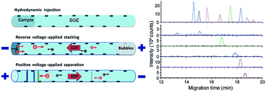 Graphical abstract: Analysis of endogenous nucleotides by single cell capillary electrophoresis-mass spectrometry