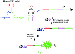 Graphical abstract: Label-free technology for the amplified detection of microRNA based on the allosteric hairpin DNA switch and hybridization chain reaction
