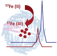 Graphical abstract: Incorporation of 57Fe-isotopically enriched in apoferritin: formation and characterization of isotopically enriched Fe nanoparticles for metabolic studies