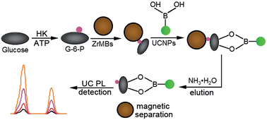Graphical abstract: Sensitive detection of hexokinase activity by use of Zr4+-coated magnetic beads coupled with phenylboronic acid-functionalized upconversion nanophosphors