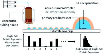 Graphical abstract: Addressable droplet microarrays for single cell protein analysis