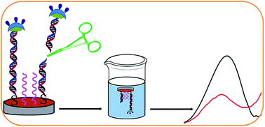 Graphical abstract: Ultrasensitive electrochemical biosensing for DNA using quantum dots combined with restriction endonuclease