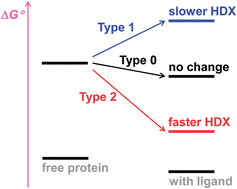 Graphical abstract: Type 1 and Type 2 scenarios in hydrogen exchange mass spectrometry studies on protein–ligand complexes