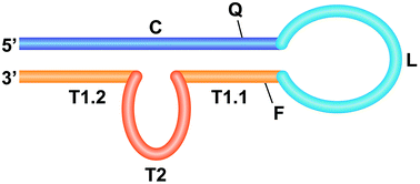 Graphical abstract: Structured oligonucleotides for target indexing to allow single-vessel PCR amplification and solid support microarray hybridization