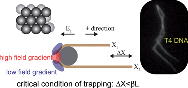 Graphical abstract: Mechanism of DNA trapping in nanoporous structures during asymmetric pulsed-field electrophoresis