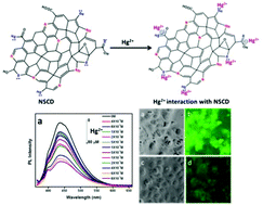 Graphical abstract: Synthesis of a carbon-dot-based photoluminescent probe for selective and ultrasensitive detection of Hg2+ in water and living cells