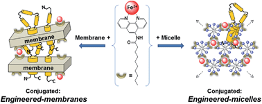 Graphical abstract: Engineered-membranes and engineered-micelles as efficient tools for purification of halorhodopsin and bacteriorhodopsin