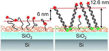 Graphical abstract: Nanoscale characterization of DNA conformation using dual-color fluorescence axial localization and label-free biosensing