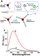 Graphical abstract: Quantification of DNA through a fluorescence biosensor based on click chemistry