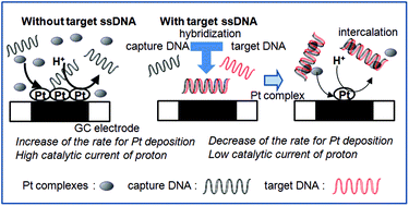 Graphical abstract: A DNA hybridization sensor based on catalytic response by platinum deposition