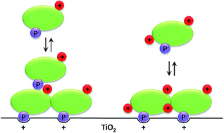 Graphical abstract: Cooperative adsorption behavior of phosphopeptides on TiO2 leads to biased enrichment, detection and quantification