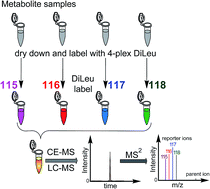 Graphical abstract: Relative quantification of amine-containing metabolites using isobaric N,N-dimethyl leucine (DiLeu) reagents via LC-ESI-MS/MS and CE-ESI-MS/MS