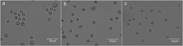 Graphical abstract: Time-resolved ICP-MS analysis of mineral element contents and distribution patterns in single cells