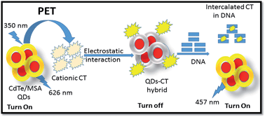 Graphical abstract: A supramolecular nanobiological hybrid as a PET sensor for bacterial DNA isolated from Streptomyces sanglieri