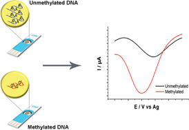 Graphical abstract: eMethylsorb: rapid quantification of DNA methylation in cancer cells on screen-printed gold electrodes