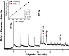 Graphical abstract: Determination and quantification of Escherichia coli by capillary electrophoresis