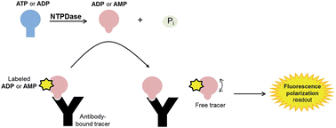 Graphical abstract: Fluorescence polarization immunoassays for monitoring nucleoside triphosphate diphosphohydrolase (NTPDase) activity