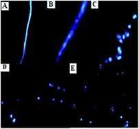 Graphical abstract: Characterization of Cr(v)-induced genotoxicity using CdTe nanocrystals as fluorescent probes