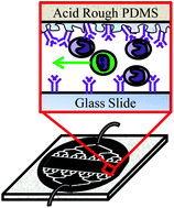 Graphical abstract: Efficient microfluidic negative enrichment of circulating tumor cells in blood using roughened PDMS
