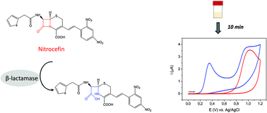 Graphical abstract: Amperometric detection of extended-spectrum β-lactamase activity: application to the characterization of resistant E. coli strains