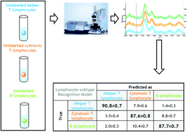 Graphical abstract: Label-free phenotyping of peripheral blood lymphocytes by infrared imaging