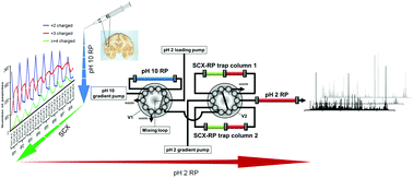 Graphical abstract: A versatile reversed phase-strong cation exchange-reversed phase (RP–SCX–RP) multidimensional liquid chromatography platform for qualitative and quantitative shotgun proteomics