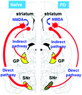 Graphical abstract: Loss of the preferential control over the striato-nigral direct pathway by striatal NMDA receptors in a rat model of Parkinson's disease