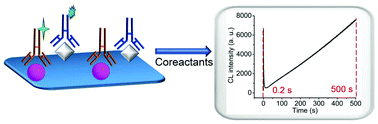 Graphical abstract: Multiplexed detection of two proteins by a reaction kinetics-resolved chemiluminescence immunoassay strategy