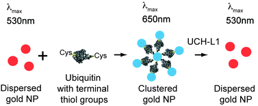 Graphical abstract: Citrate-capped gold nanoparticles for the label-free detection of ubiquitin C-terminal hydrolase-1