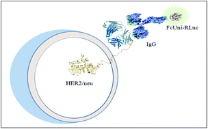 Graphical abstract: FcUni-RLuc: an engineered Renilla luciferase with Fc binding ability and light emission activity