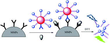 Graphical abstract: An ultrasensitive detection of 17β-estradiol using a gold nanoparticle-based fluorescence immunoassay