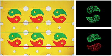 Graphical abstract: High throughput and multiplex localization of proteins and cells for in situ micropatterning using pneumatic microfluidics