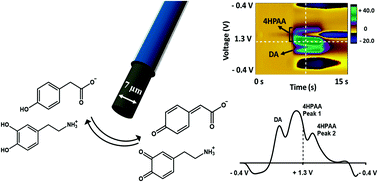 Graphical abstract: Simultaneous measurement and quantitation of 4-hydroxyphenylacetic acid and dopamine with fast-scan cyclic voltammetry